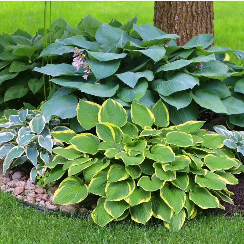 secret to keep hostas green and healthy