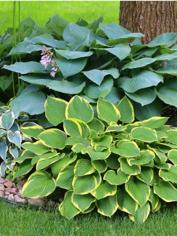 secret to keep hostas green and healthy
