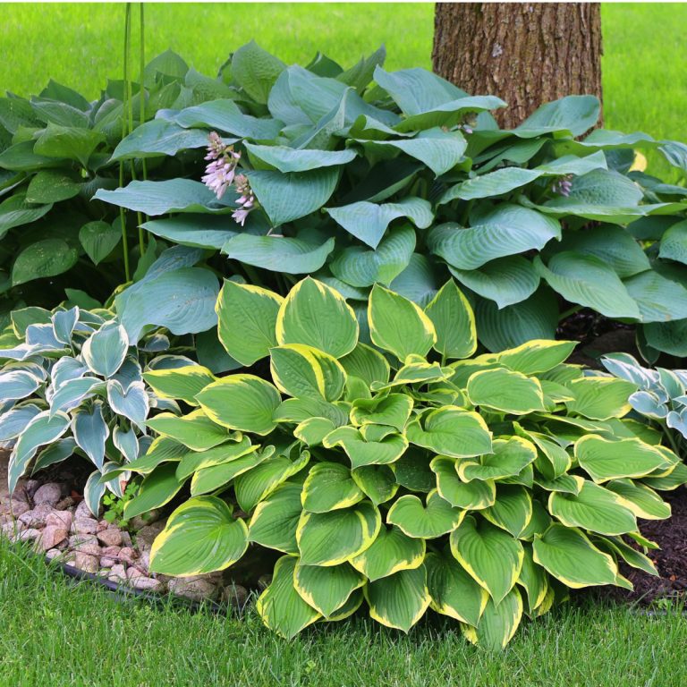 secret to keep hostas green and healthy