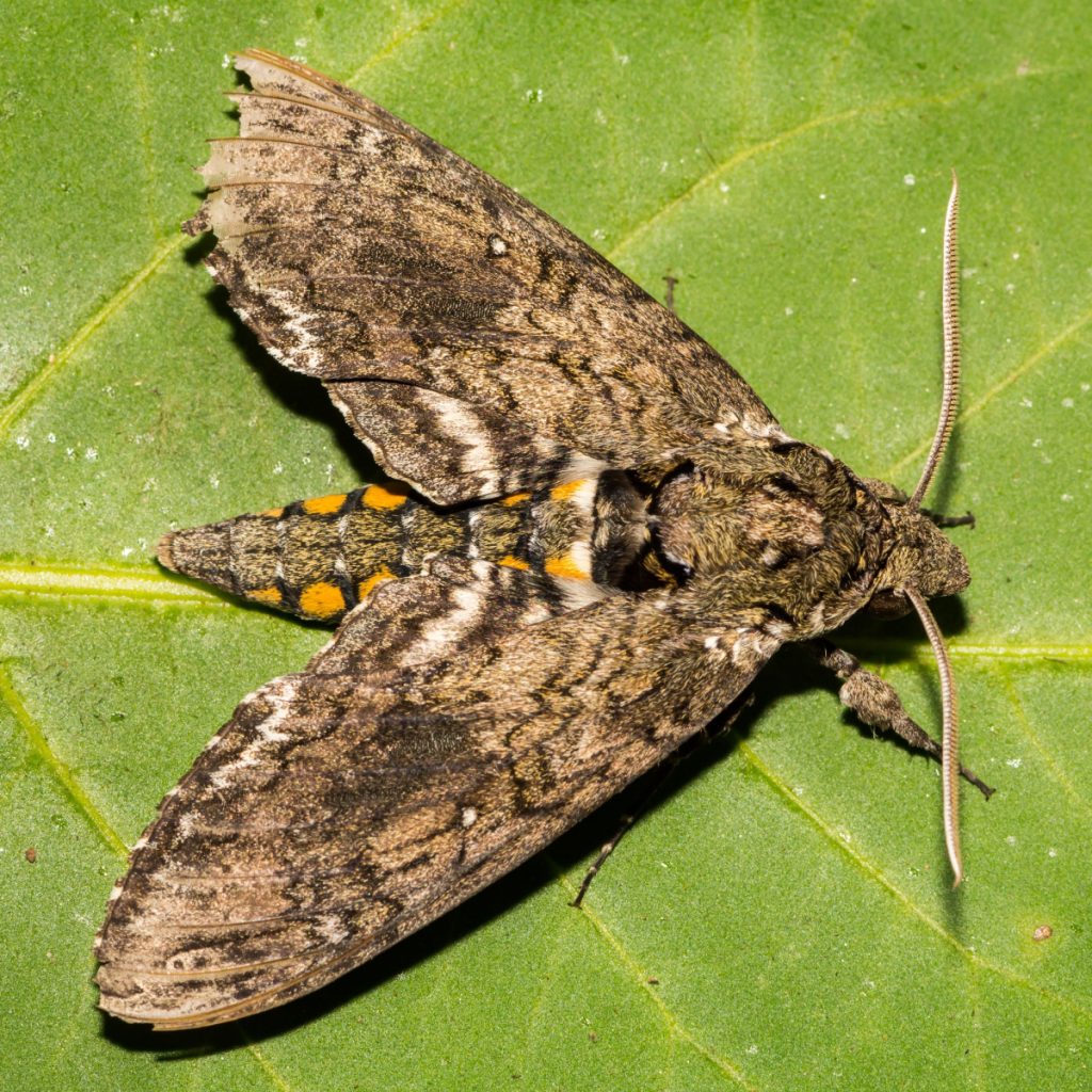 tomato hornworm moth