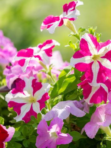bring petunias back to life