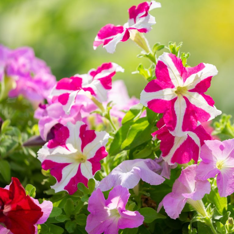 bring petunias back to life