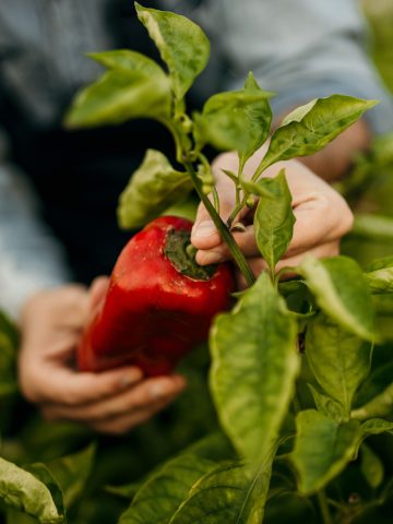 when to pick peppers