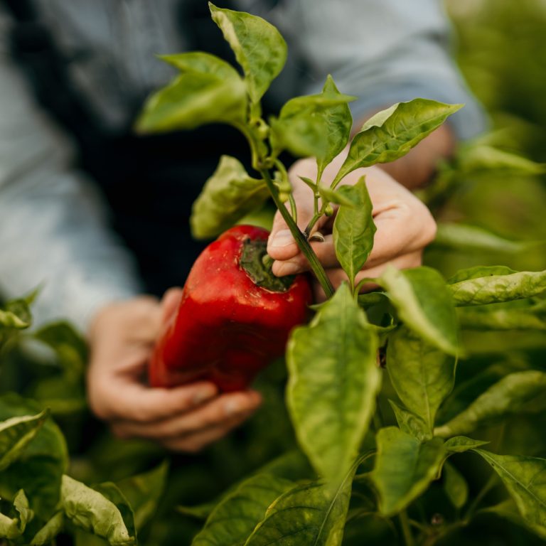 when to pick peppers