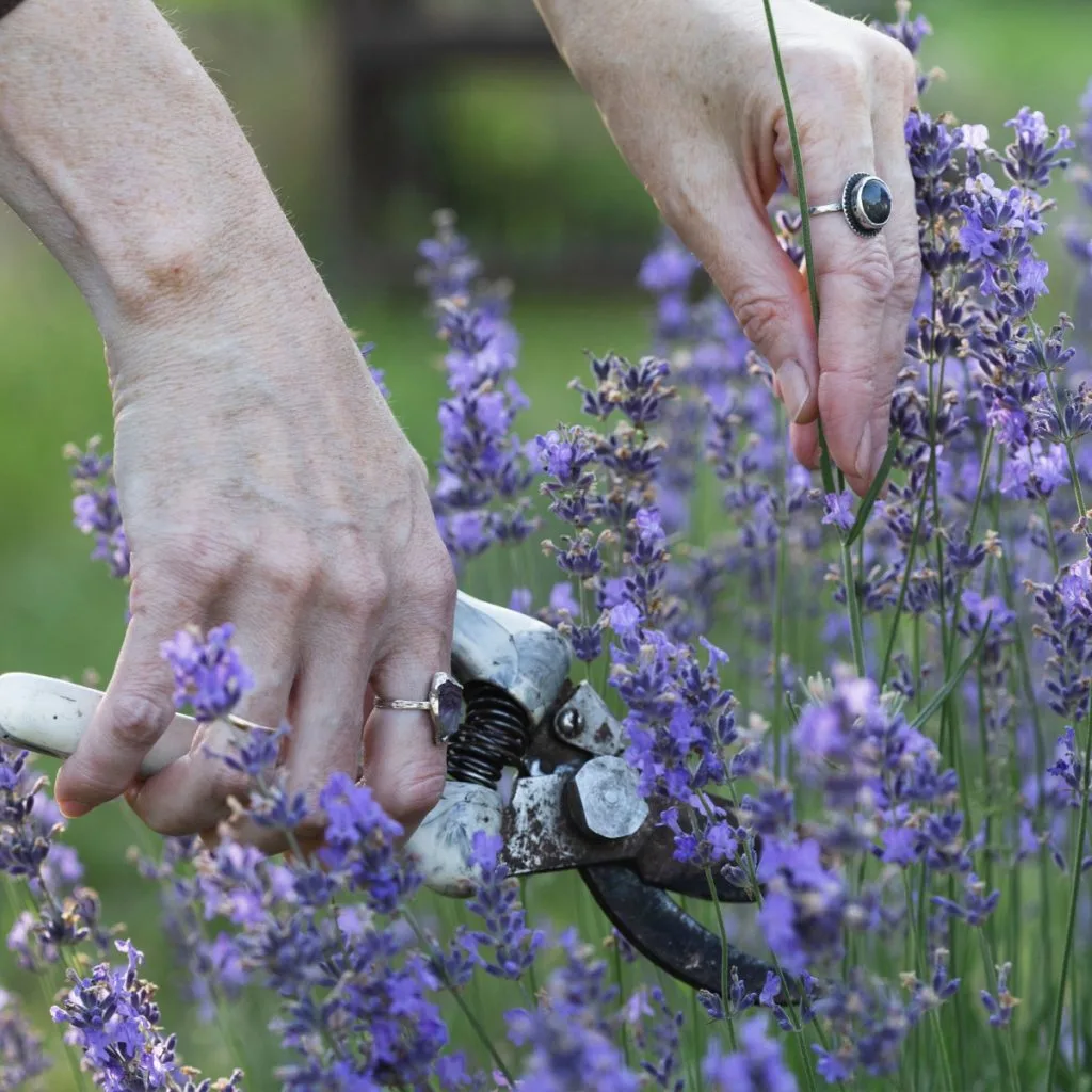 prune lavender in the summer