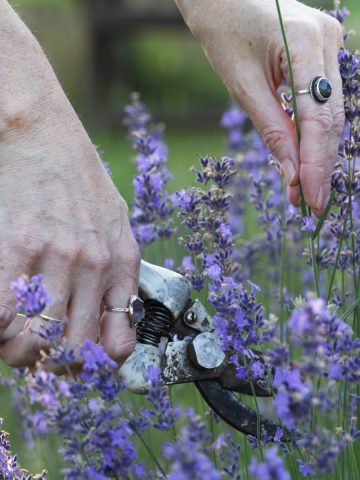 prune lavender in the summer