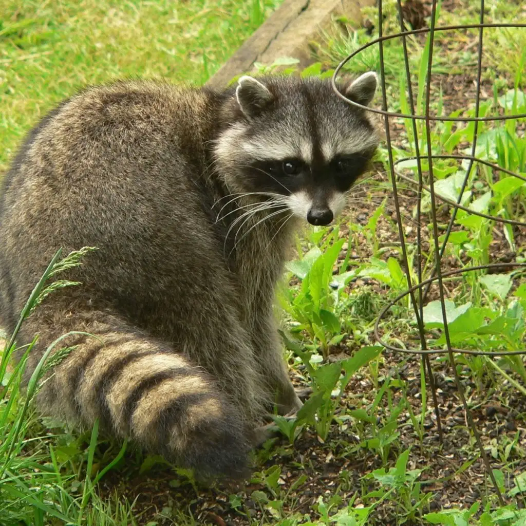 keep raccoons out of a garden
