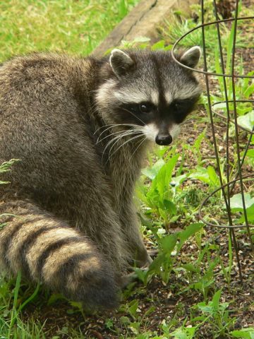 keep raccoons out of a garden