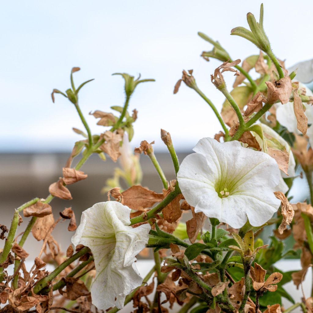 how to fertilize hanging baskets in summer