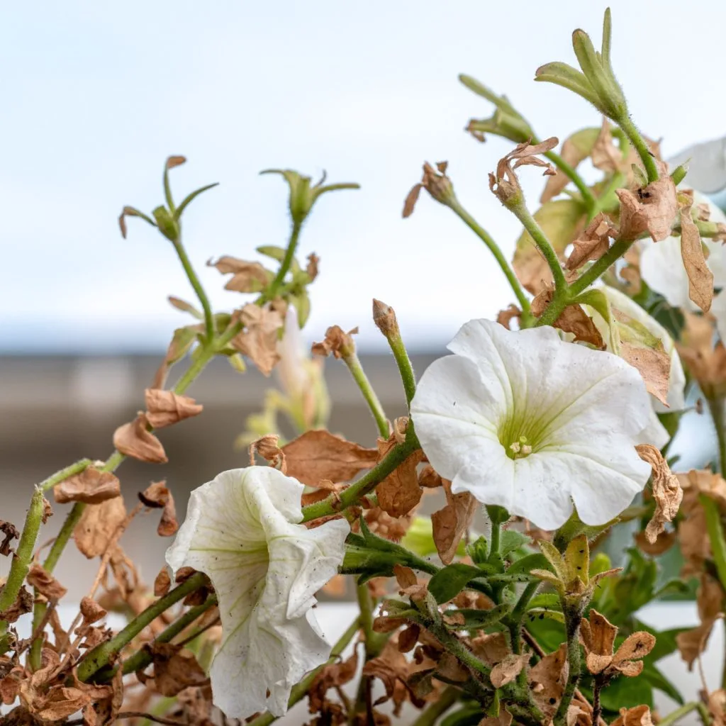 how to fertilize hanging baskets in summer