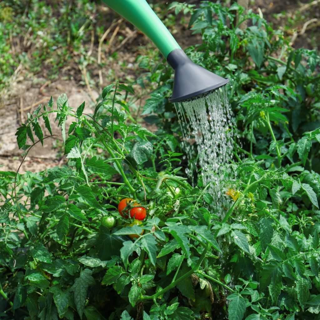 tomato plant mistakes in summer