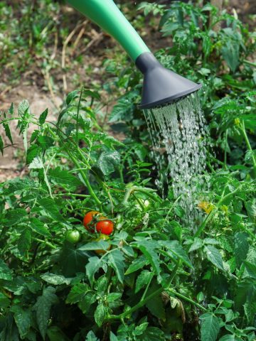 tomato plant mistakes in summer