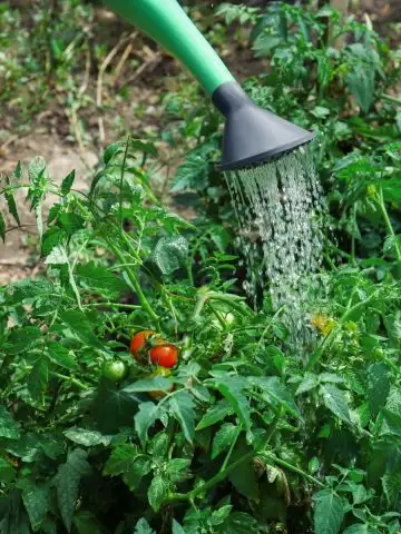 tomato plant mistakes in summer