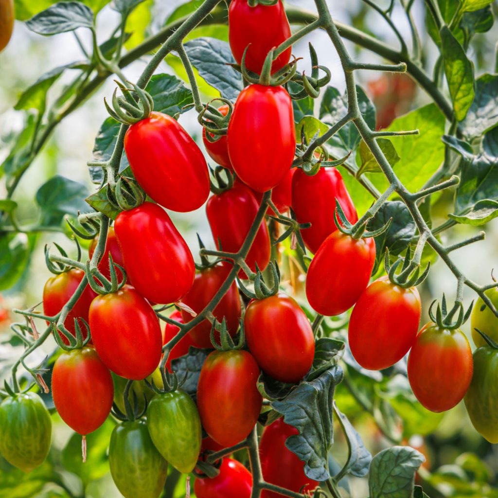 use cherry tomatoes