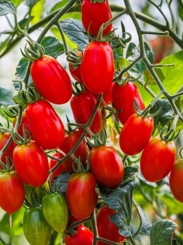 use cherry tomatoes