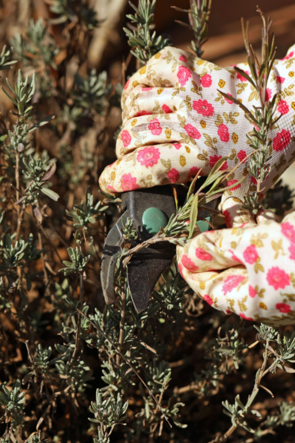 prune back lavender in the summer