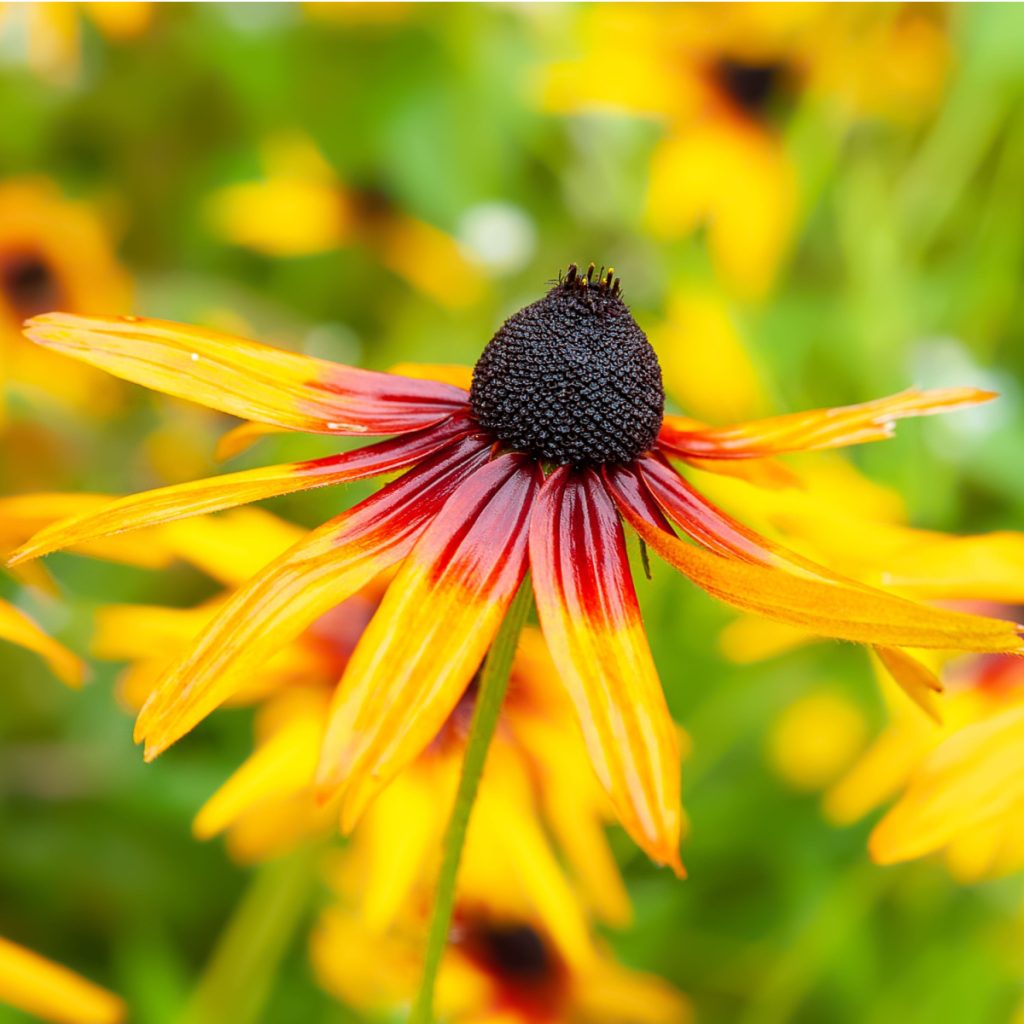 Black Eyed Susan After It Blooms