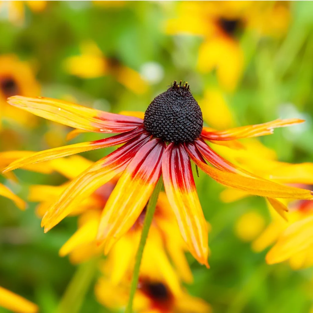 Black Eyed Susan After It Blooms