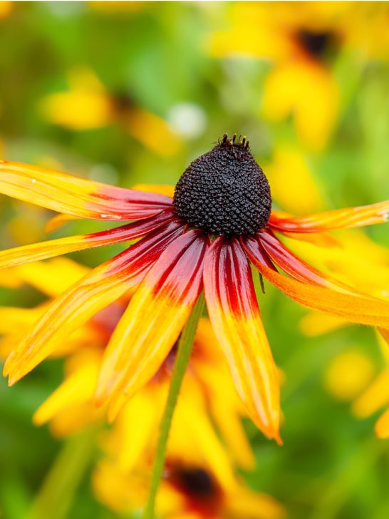 Black Eyed Susan After It Blooms