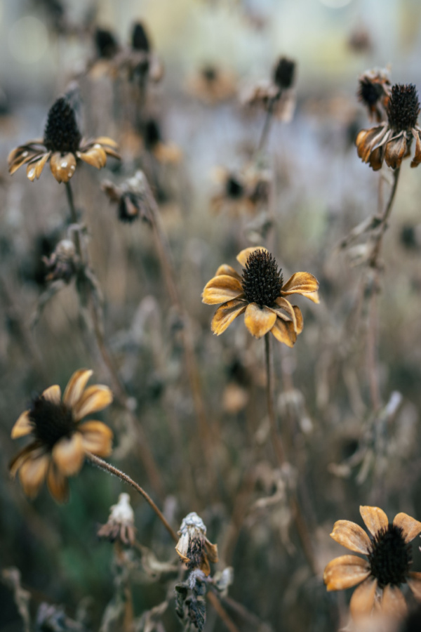 Black Eyed Susan After It Blooms