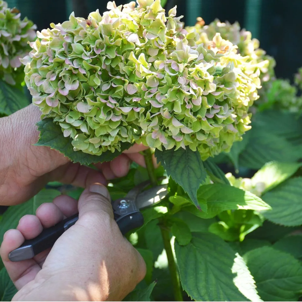 deadhead hydrangeas in the summer