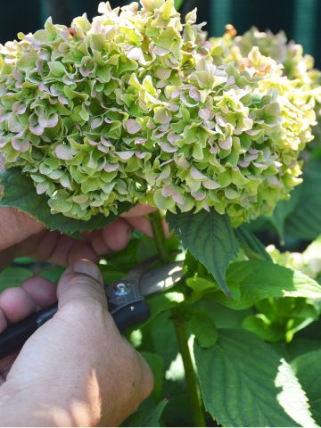 deadhead hydrangeas in the summer