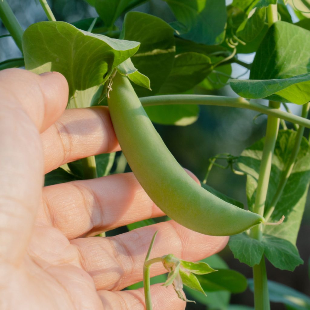 fall crops you can plant now