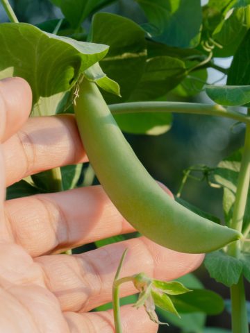 fall crops you can plant now