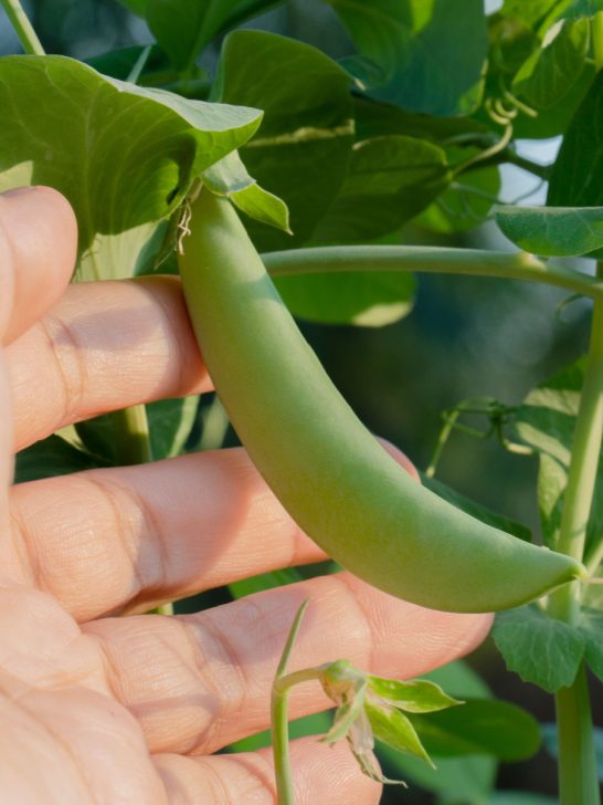 fall crops you can plant now