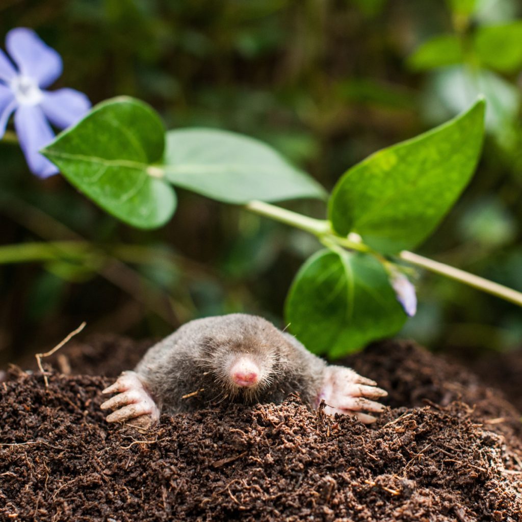 get rid of ground moles this summer