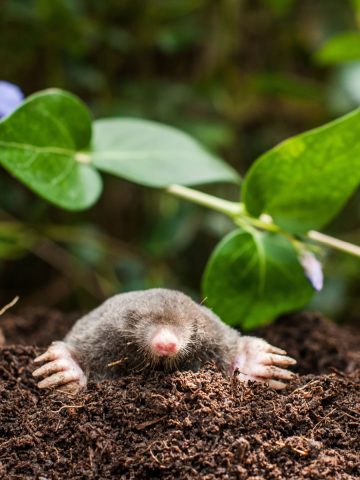 get rid of ground moles this summer