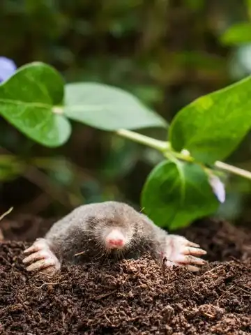 get rid of ground moles this summer
