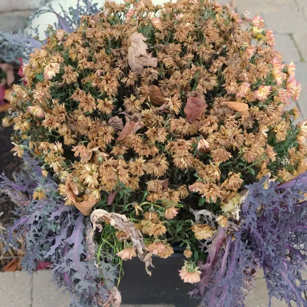 how to pick the best mums in a store