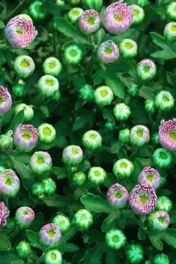 buds not blooms