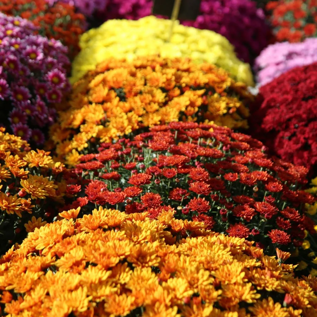 how to pick the best mums