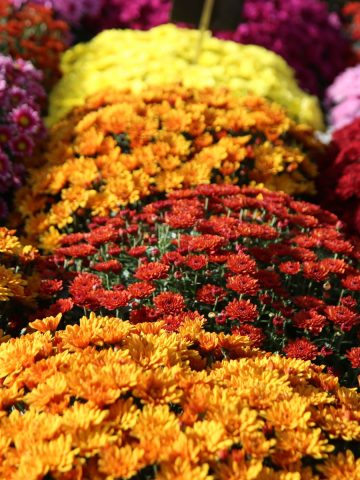 how to pick the best mums