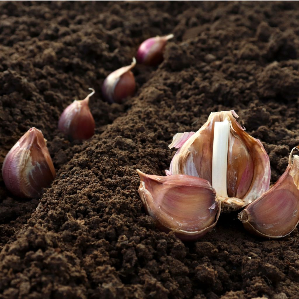 plant fall garlic