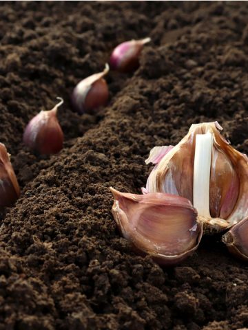 plant fall garlic