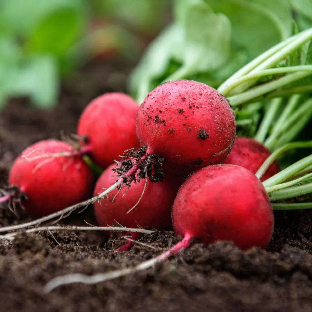 4 fall crops you can plant now