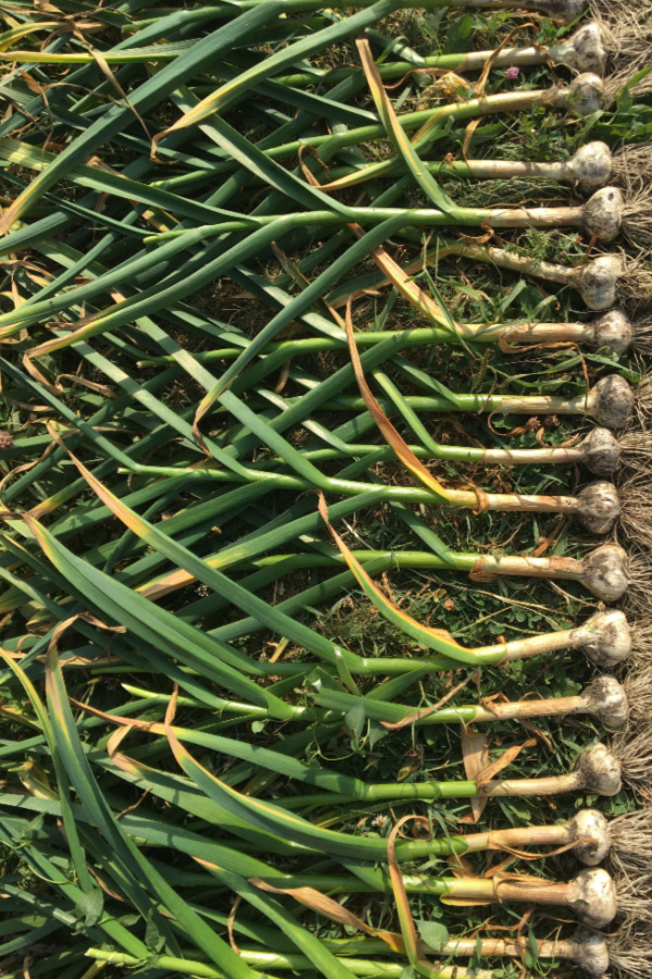 when to plant garlic