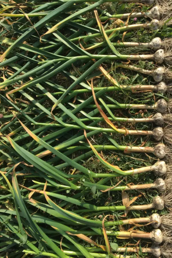 when to plant garlic