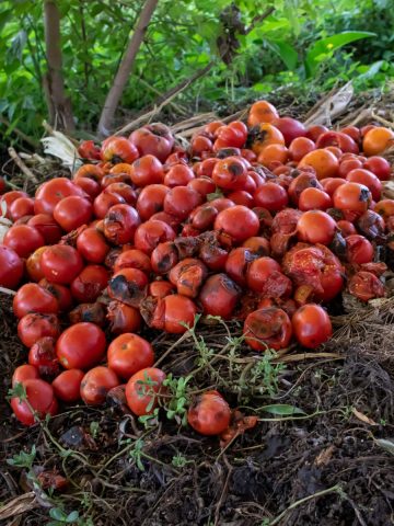 plants to never compost