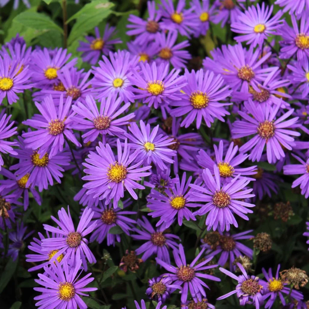 asters the perfect flowering fall perennial