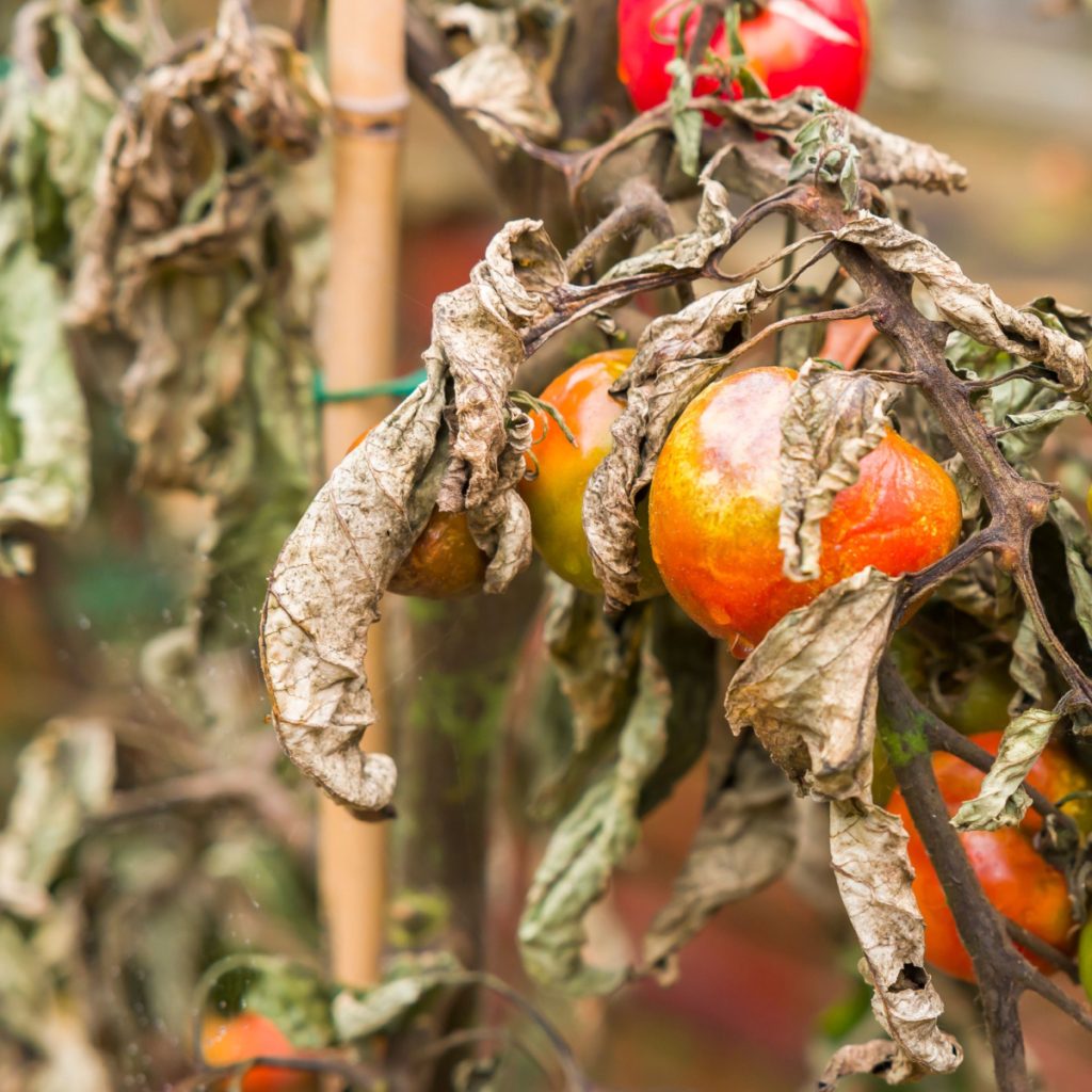 dying tomato plants