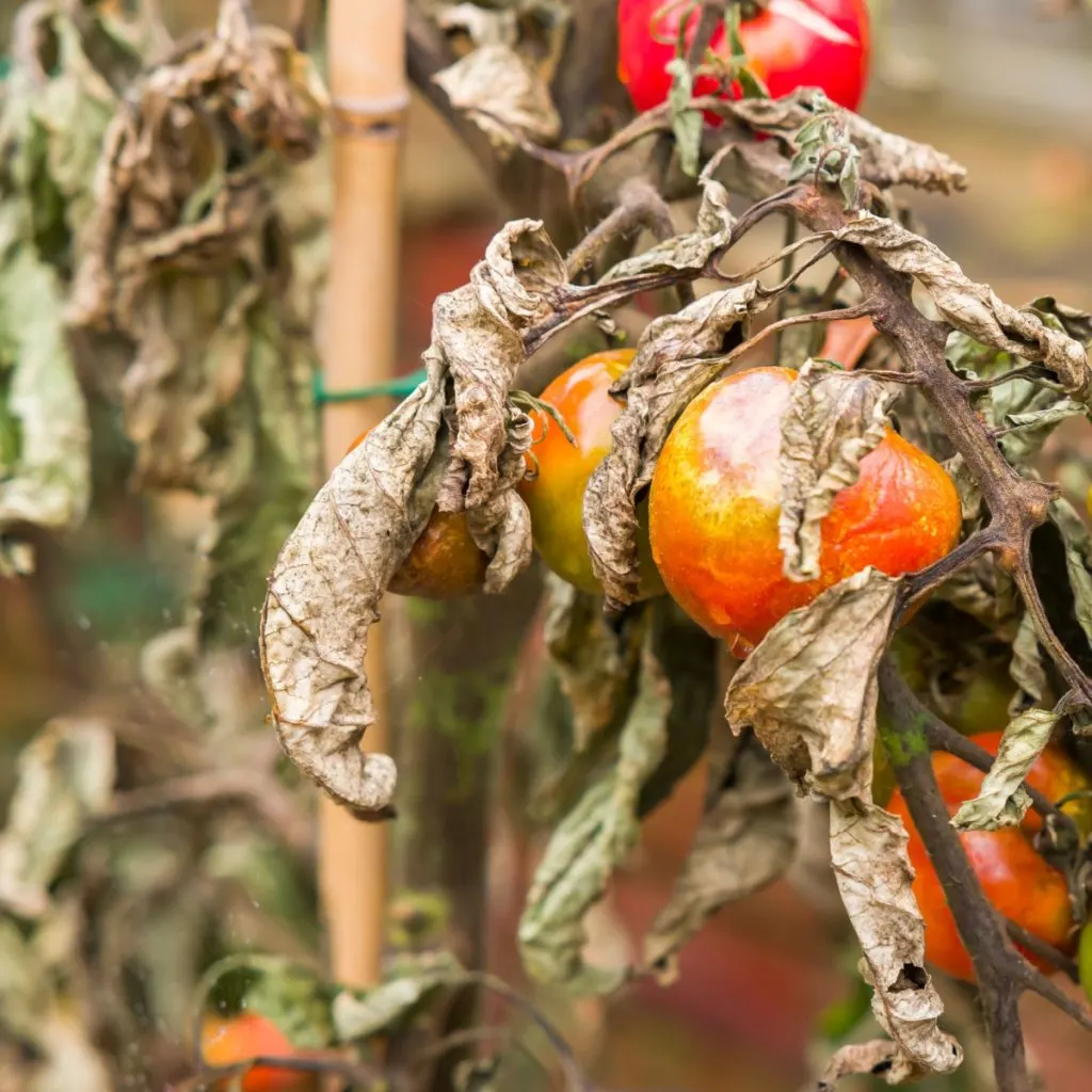 dying tomato plants