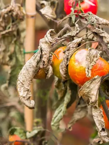 dying tomato plants