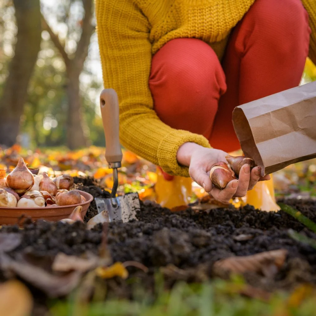 best fall bulbs to plant