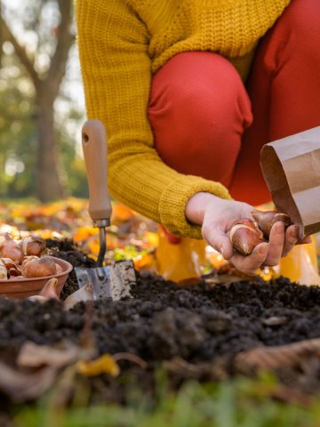 best fall bulbs to plant