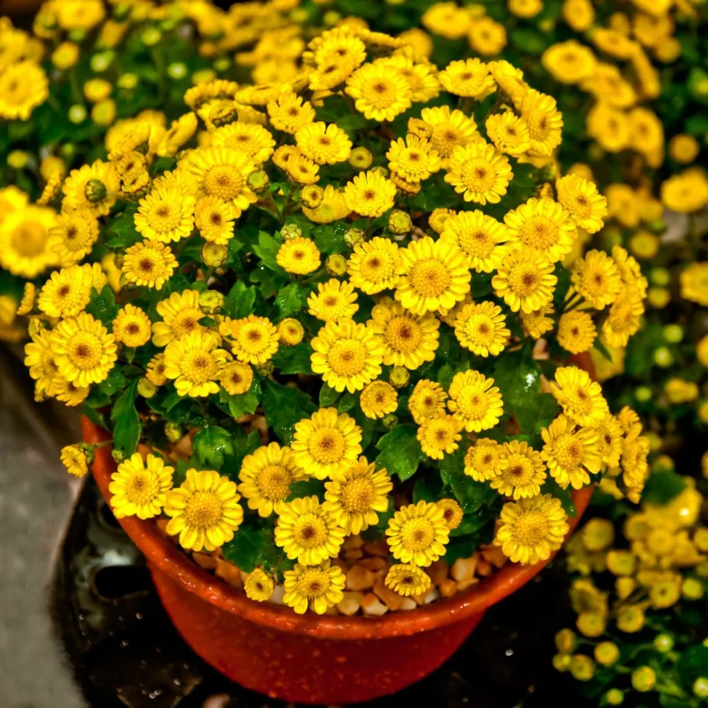 fall flowering asters