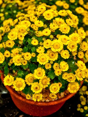 fall flowering asters